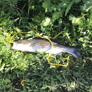 Meet your Posher, As